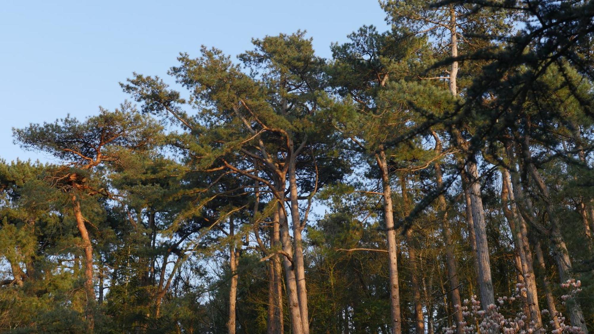 Bain De Foret - Lodges Cosy & Spa Neufchâtel-Hardelot 外观 照片